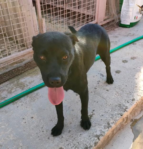 Remì, Bellissima Mix Rottweiler Cerca Casa! 